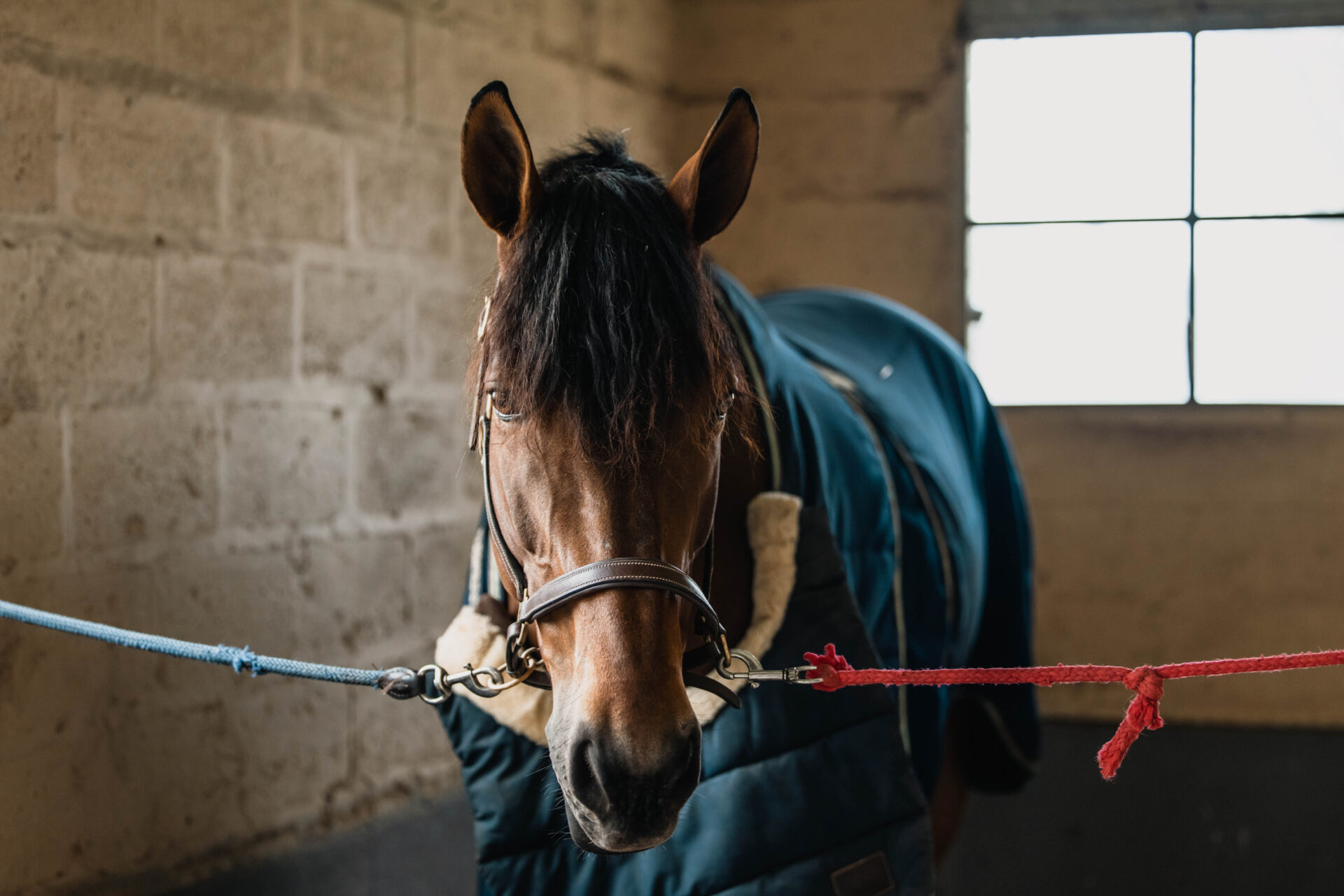 Comment attacher son cheval en toute sécurité ?