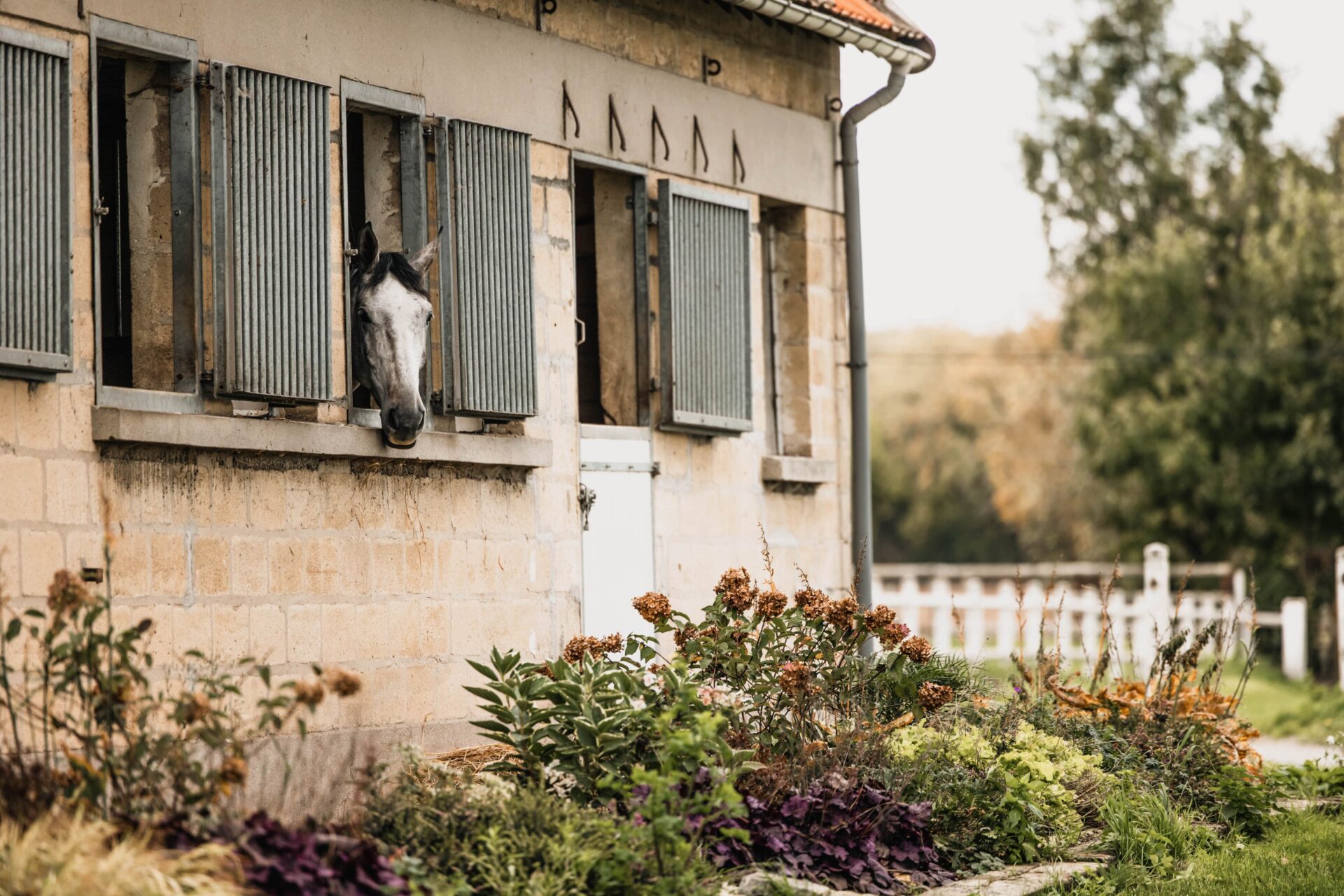 Comment un cheval dort et se repose ?